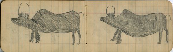 ANIMALS: 2 Buffalo Bulls
