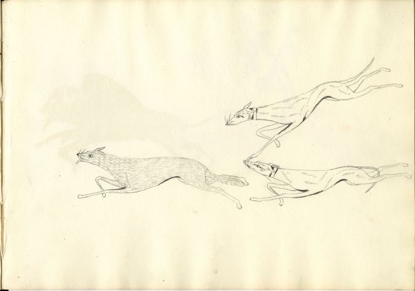 Hunting dogs chasing a wolf