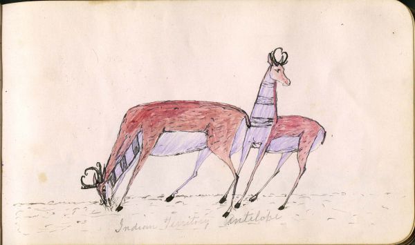 Inscription:  Indian Territory Antelope (pronghorn)