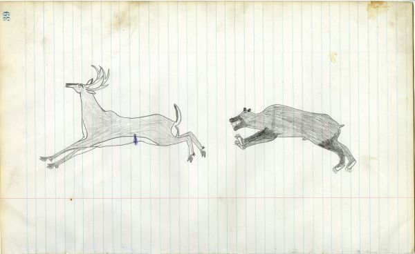 Bear chasing black-tail deer with marked wound